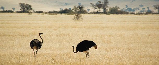 Ostriches in Oudtshoorn